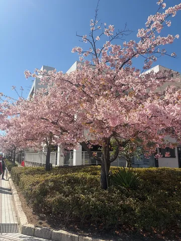 春の訪れ、都会の桜並木