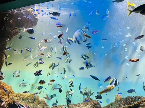 水族館の賑やかな日常