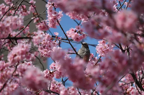 花盛りの特等席、狙ってました？