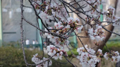 淡い桜の蕾、春の訪れ