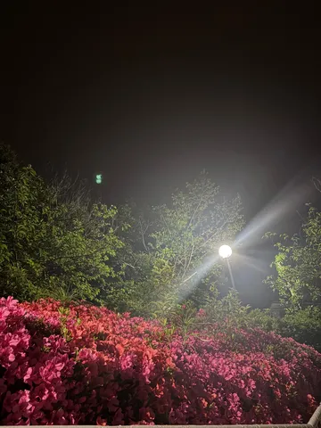 夜を彩る光と花
