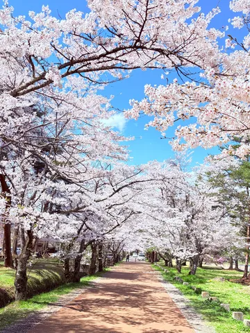 白と青の桜回廊