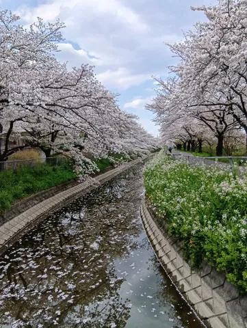 桜吹雪の川面と新緑