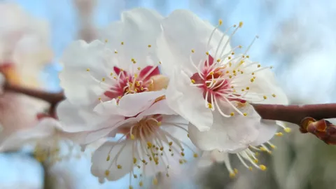 春の訪れ、可憐な花便り