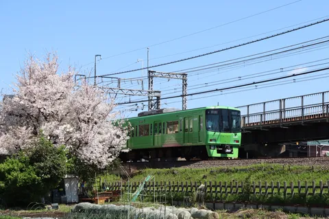 桜と高尾山ラッピング
