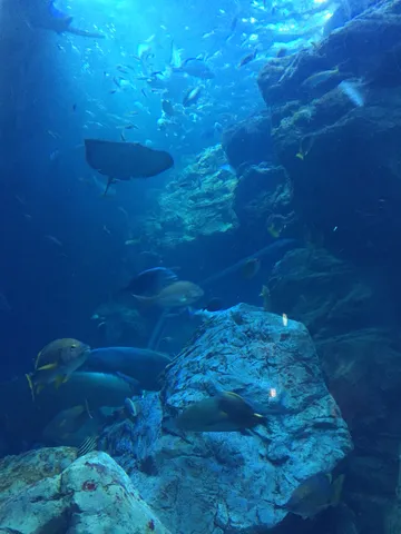 青の世界、神秘的な水中散歩