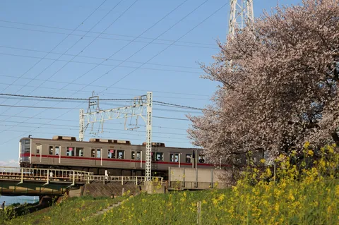 桜と電車、春の風景
