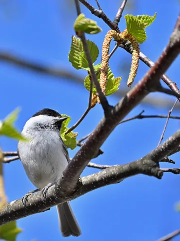 新緑の枝にとまる小鳥