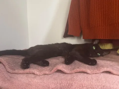 黒猫のまったりタイム