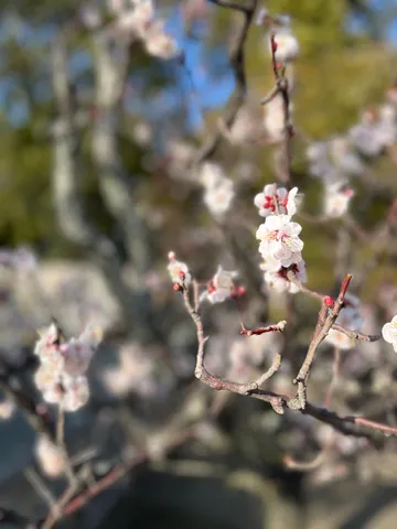 春の訪れ、柔らかな光の花