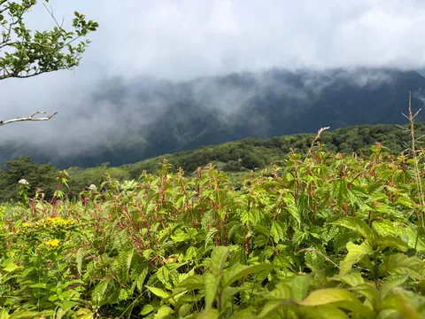 霧に包まれた山々と手前の緑