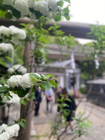 白い花と静かな路地