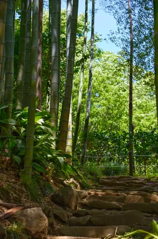 緑と光の竹林道
