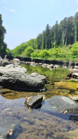 水辺の静寂、緑と岩のコントラスト