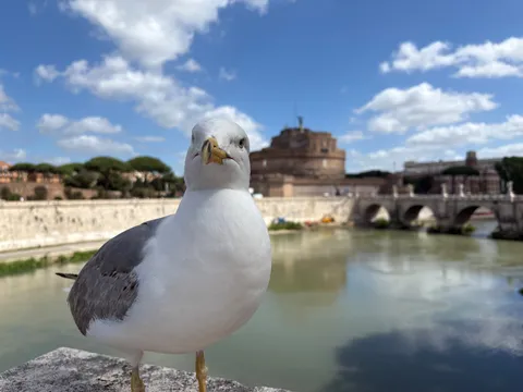 カモメ、ドヤ顔でローマ観光