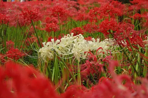 真紅と白の彼岸花の波