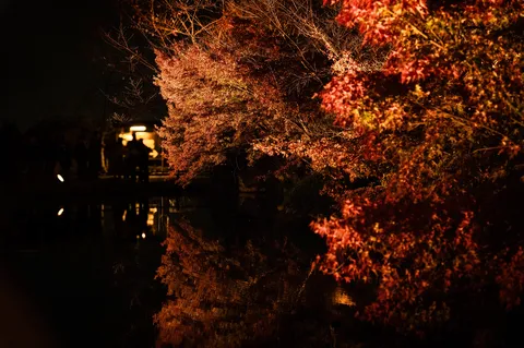 夜の紅葉と水面の囁き