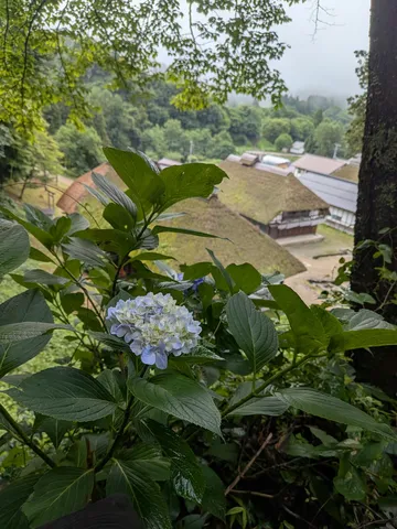 山里の雨に映える花