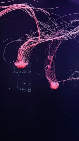 夜空を泳ぐピンクの糸