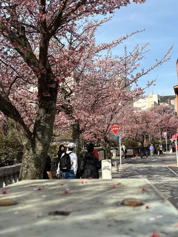 春風に舞う桜、穏やかな散歩道