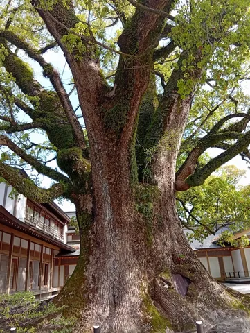 緑に包まれた古木の悠久