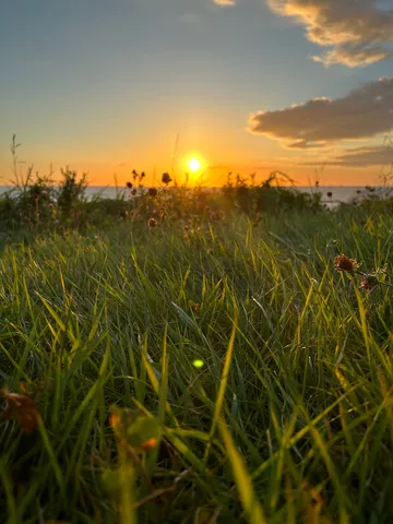 草むらに沈む夕日、光の粒
