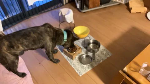 愛犬の静かな食事時間