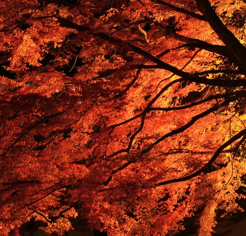 燃えるような紅葉の夜
