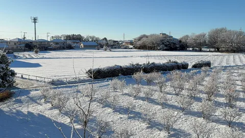 冬の朝、雪化粧した静寂