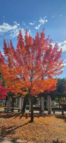 青空に映える、燃えるような紅葉