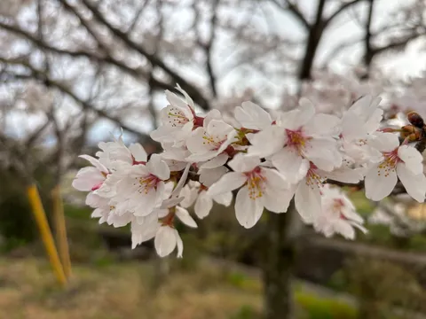 春の訪れ、淡く優しい桜