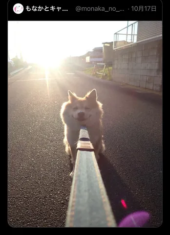 朝日を浴びる笑顔の犬