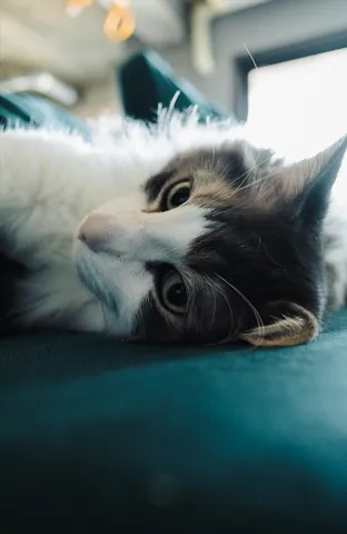 こちらを見つめる猫の瞳