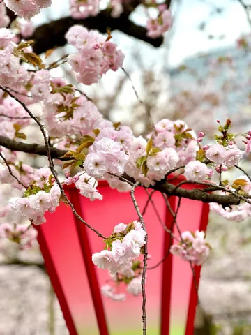 春色の風に揺れる花びら