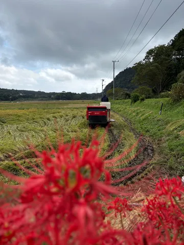 赤花と田園の道風景