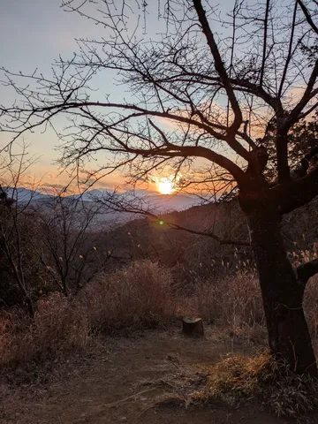 茜空を彩る冬木立の夕景