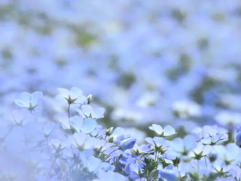 夢見るような青い花畑