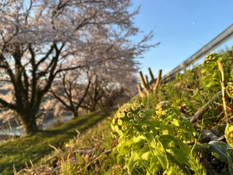 桜と春の息吹、柔らかな光