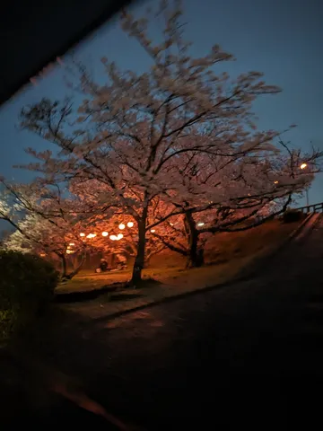 桜と灯りの幻想的な夜