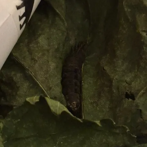 ダンゴムシ…じゃないよね？