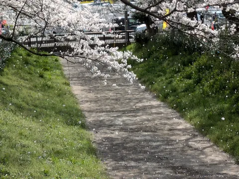 舞い散る桜、道標