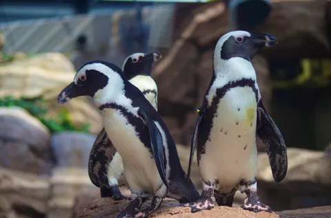 氷の上の三羽ペンギン