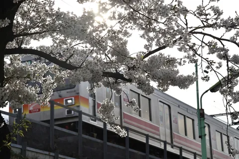 春の陽光、桜と街を駆ける電車