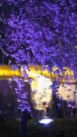 夜に咲き誇る幻想の花