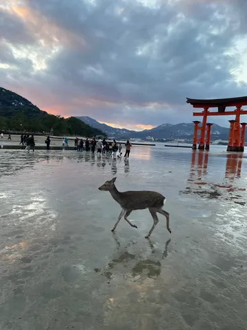 茜色に染まる水辺と鹿の散歩