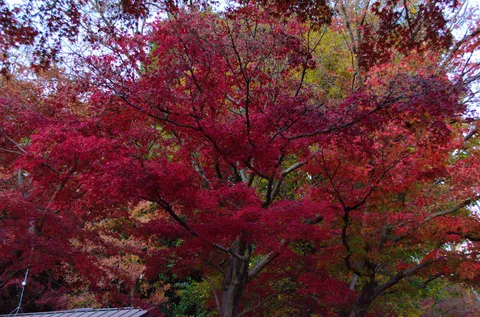 燃えるような紅葉の季節