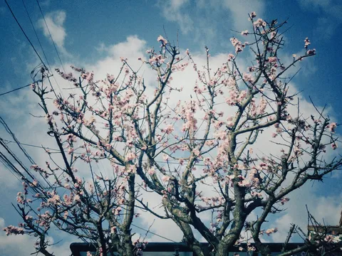 空に咲いた、淡い春の便り