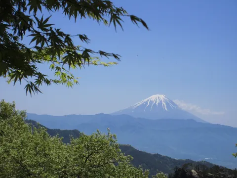 新緑と富士山のコントラスト