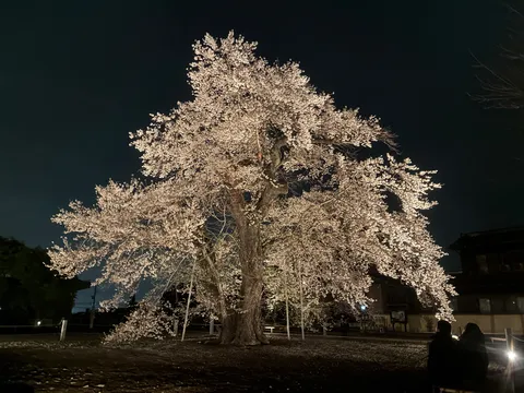 夜桜、淡い光に包まれて