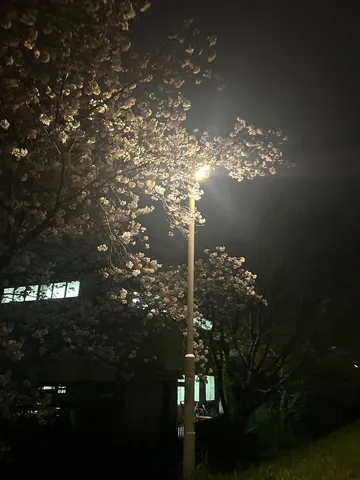 夜桜、街灯、静寂